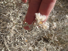 Tetradymia stenolepis