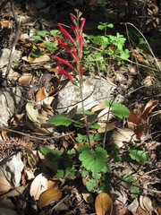 Salvia roemeriana