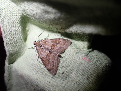 Thera obeliscata