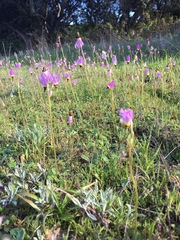 Primula clevelandii gracilis