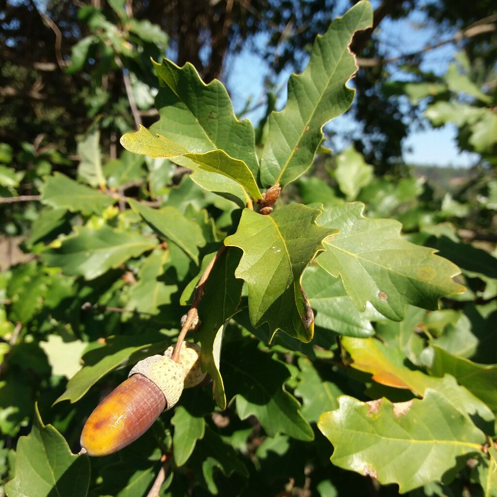 Quercus estremadurensis from Lousã, 3200, Portugal on October 5, 2023 ...