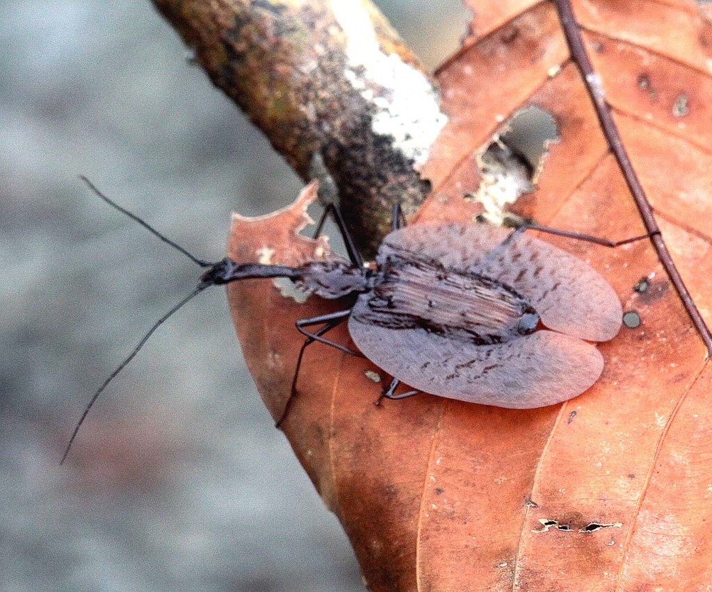 Violin Beetles