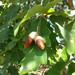Quercus estremadurensis - Photo (c) M Ferreira, algunos derechos reservados (CC BY-NC-SA), subido por M Ferreira