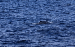 Balaenoptera edeni