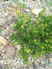Cneorum tricoccon