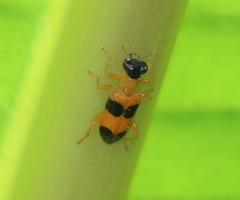 Callimerus latesignatus