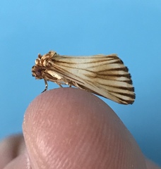 Eulithosia discistriga