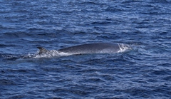Balaenoptera edeni