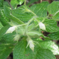 Lithospermum helleri