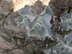 Eriogonum crocatum