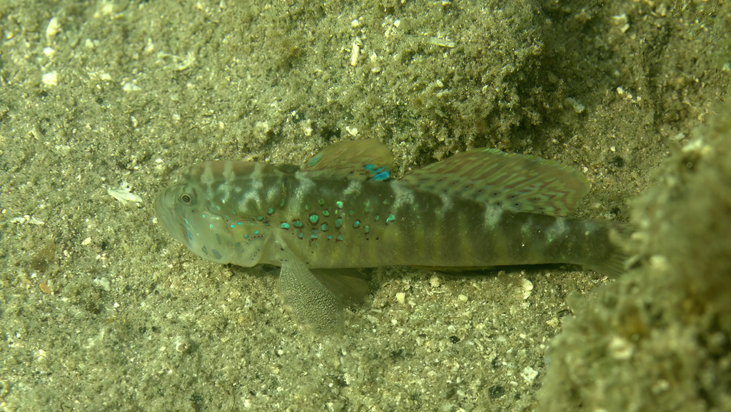 Crested Goby