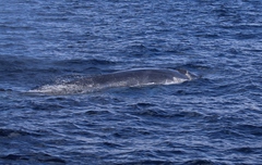 Balaenoptera edeni
