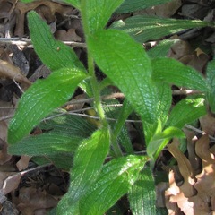 Lithospermum helleri