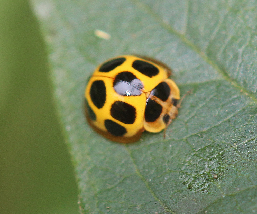 Alloneda