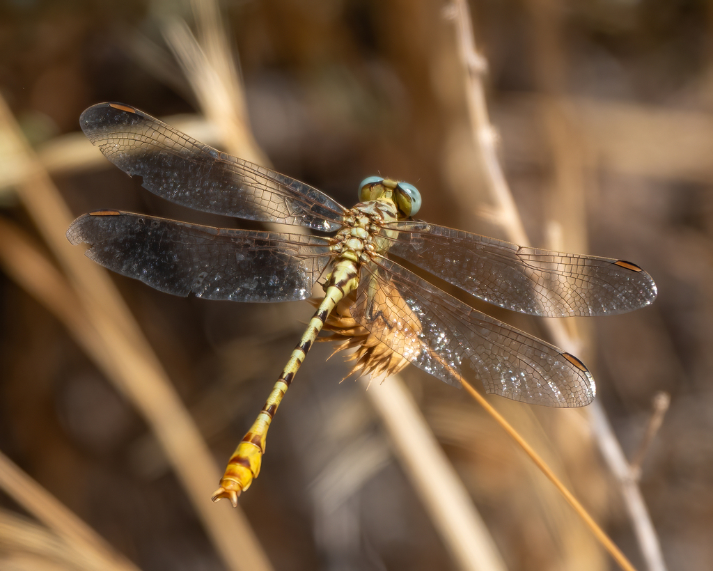 Brimstone Clubtail
