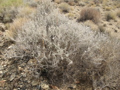 Tetradymia stenolepis