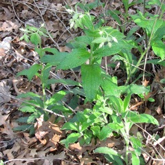 Lithospermum helleri