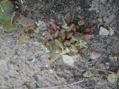 Dudleya blochmaniae blochmaniae