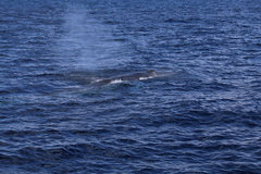 Balaenoptera edeni