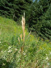 Bromus marginatus