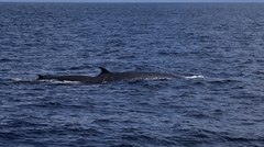 Balaenoptera edeni