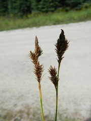 Carex luzulina