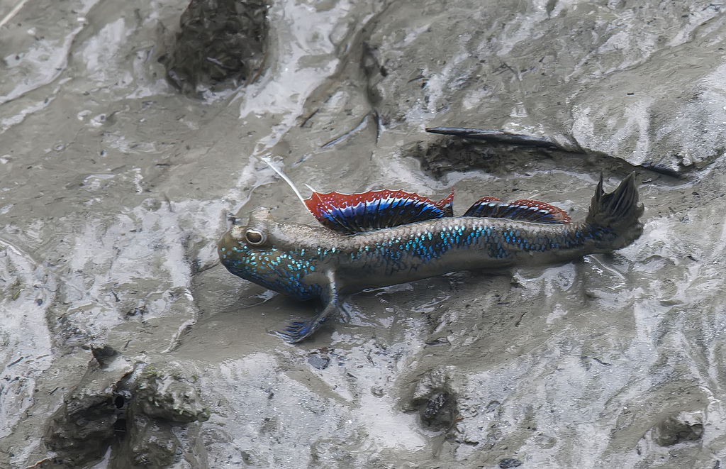Mekong mudskipper (Periophthalmodon septemradiatus) — Gobiidae