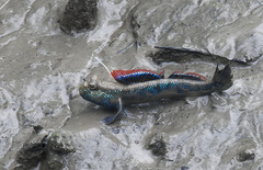 Asian Dwarf Mudskipper photo 5