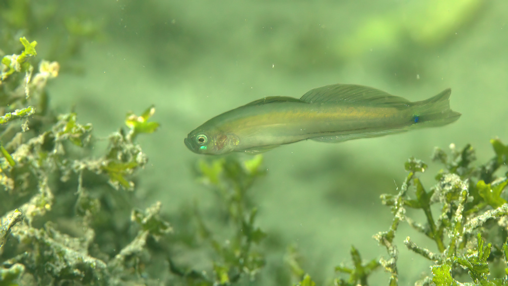 Streep-pijlgrondel (Parioglossus interruptus) — Microdesmidae