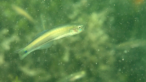 Interrupted dartfish (Parioglossus interruptus) — Microdesmidae — 2