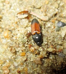 Ampedus balteatus