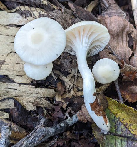 Cuphophyllus virgineus