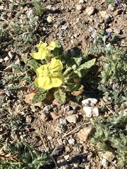 Oenothera primiveris primiveris