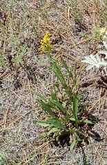 Solidago multiradiata multiradiata