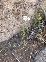 Cryptantha utahensis
