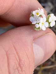 Cryptantha utahensis