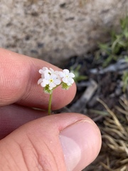Cryptantha utahensis