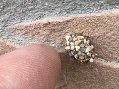 Dianthidium