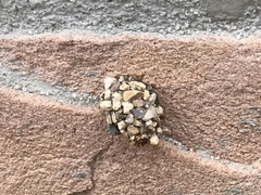 Dianthidium