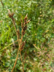 Carex luzulina