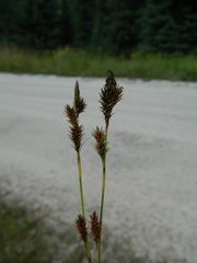 Carex luzulina