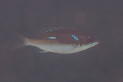 Scolopsis xenochrous