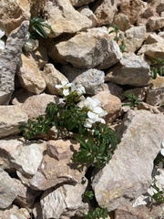 Cardamine bipinnata