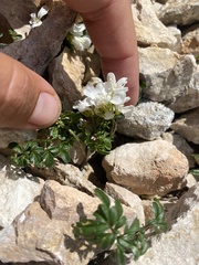 Cardamine bipinnata, photograph Илья Руденко, CC BY, iNaturalist via GBIF