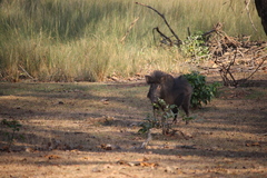 Sus scrofa cristatus