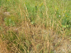 Bromus marginatus