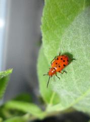 Crioceris duodecimpunctata