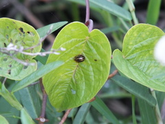 Agroiconota propinqua
