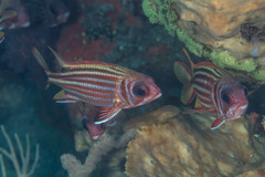 Sargocentron cornutum