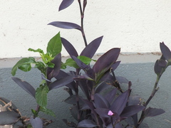 Tradescantia pallida